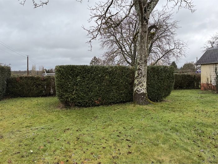Haie taillée et pelouse rase devant un grand arbre